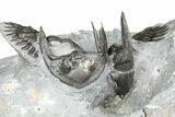 Uncommon Mrakibina Trilobite With Partials - Mrakib, Morocco #362823-3